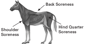 Horse muscle soreness diagram
