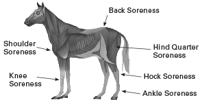 Horse muscle & joint soreness diagram